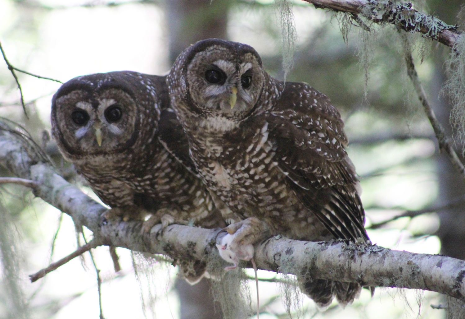 Northern Spotted Owl